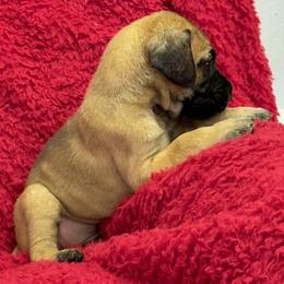 Dark green collar - Fawn female Great Dane puppy in Westville, Florida from Boulder View Danes