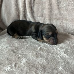 Roxy - Cream Dachshund puppy in Perris, California from Doxie_pupps