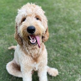 Goldendoodles and Poodles from Angel’s Standard Doodles and Poodles