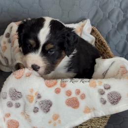 Blue collar - Black tri female Miniature American Shepherd puppy in Pueblo West, Colorado from Bear River Ranch LLC