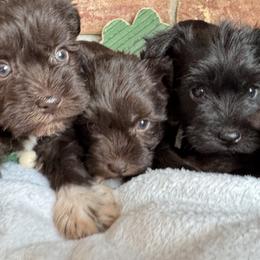 Miniature Schnauzers from Treasure State Schnauzers