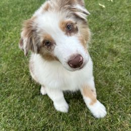 Red Merle boy 5 - Red merle male Australian Shepherd puppy in Terrebonne, Oregon from Storybrooke Australian Shepherds