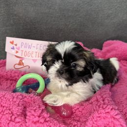 Shih Tzu Puppies from Lopez Family Tails
