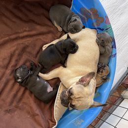 Izzie - French Bulldog