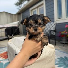 Blue Male - Tri-color male Yorkipoo puppy in Ludlow, Missouri from Countryside Doodles and Mohr