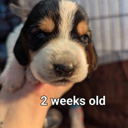 Xaden - Black brown and white male Basset Hound puppy in Cardington, Ohio from Buckeye Bassets 419