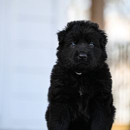 Black collar - Black male German Shepherd puppy in Portland, Tennessee from Howixx German Shepherds