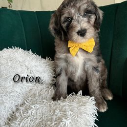 Assorted Doodle Crosses and Bernedoodle Puppies from Maria's Pups