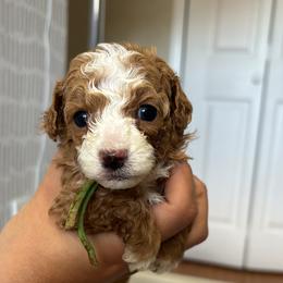 Poodle Puppies from Poodles 4 Life