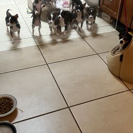 Chihuahua Puppies from Chihuahua Mama