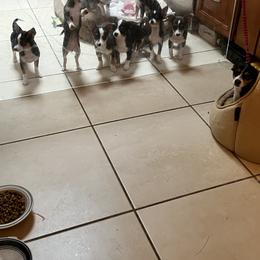 Chihuahua Puppies from Chihuahua Mama