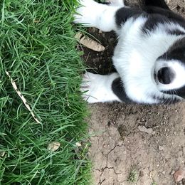 Cardigan Welsh Corgi Puppies from Heart & Soul Corgis