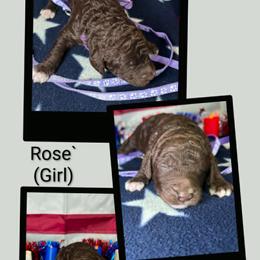 Rose' - Chocolate female Goldendoodle puppy in Water Valley, Mississippi from Olympian Doodles