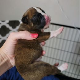 Girl 5 - Brindle Boxer puppy in Wichita Falls, Texas from Grammy’s Boxer Babies