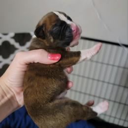 Girl 5 - Brindle Boxer puppy in Wichita Falls, Texas from Grammy’s Boxer Babies