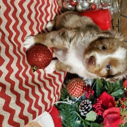 Miniature Australian Shepherd Puppies from Star B Cattle and Aussies