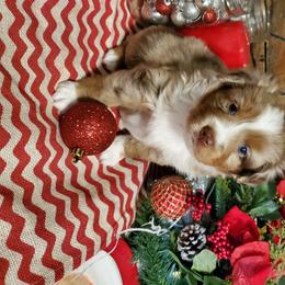 Miniature Australian Shepherd Puppies from Star B Cattle and Aussies