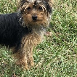 Chico - Yorkshire Terrier