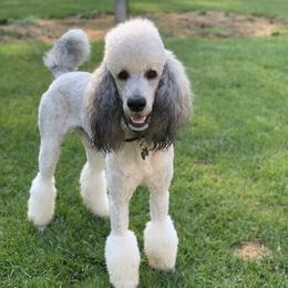 Dudley - Poodle