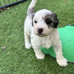 Ash - Blue merle female Bernedoodle puppy in Royse City, Texas from Platinum Bernedoodles of Texas