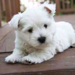 West Highland White Terrier Puppies from The West Acres