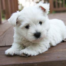 West Highland White Terrier Puppies from The West Acres