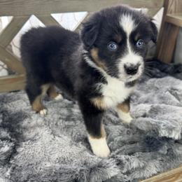 Boy 4: Denver - Black tri-color male Australian Shepherd puppy in Volant, Pennsylvania from Addie's Aussies