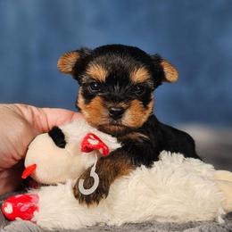 Pup 4 - Black and tan male Yorkshire Terrier puppy in Polk City, Florida from Yorkies by Casey
