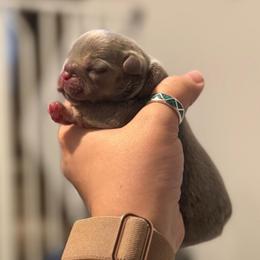Lilac (masked) tan point 3 - Tricolors female French Bulldog puppy in Grafton, Ohio from K&J Frenchies