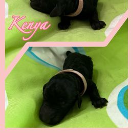 Kenya - Goldendoodle puppy from Zona’s Teddybear GoldenDoodles