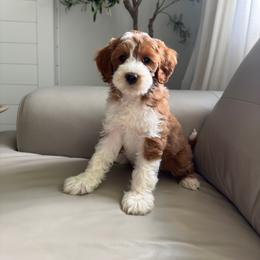 Cherry - Red  female Goldendoodle puppy in Vancouver, Washington from Blissful Doodles