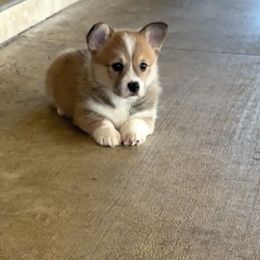 Pembroke Welsh Corgi Puppies from Flat town corgis