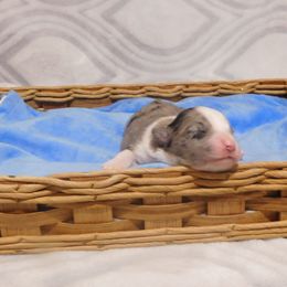 Miniature Australian Shepherd and Toy Australian Shepherd Puppies from Cherry Grove Kennel