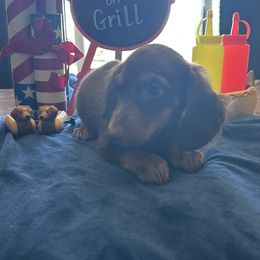 Hershey - Chocolate and tan male Dachshund puppy in Chillicothe, Ohio from Brittney's Dachshunds