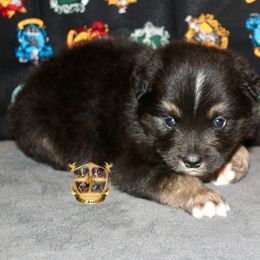 Smoke - male Miniature Australian Shepherd puppy in El Dorado Springs, Missouri from HP Aussie Kennels