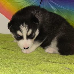 Rambo - Black tan and white male Siberian Husky puppy in Kansas City, Missouri from Anuun's Huskies