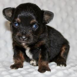 Lyla - Black tri female Miniature Australian Shepherd puppy in Paris, Texas from Kuttin’ Up Mini Aussies