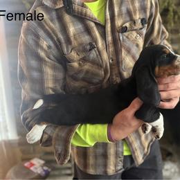 Girl 1 - Black brown and white female Basset Hound puppy in Hudson, Michigan from Bachman’s Kennel