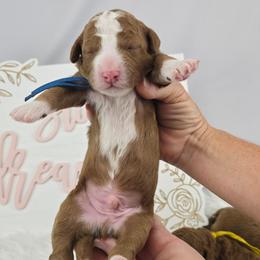 Apple Jack - Blue Collar - Red male Double Doodle puppy in Rowlett, Texas from Parrish Precious Ones Texas