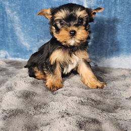 Chip - Black and tan male Yorkshire Terrier puppy in Polk City, Florida from Yorkies by Casey