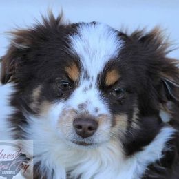 Minnie - Toy Australian Shepherd