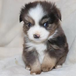 Blue-Eyed Blue Merle Male 2 - Blue merle male Toy Australian Shepherd puppy in Leighton, Alabama from Isbell Land & Livestock, LLC