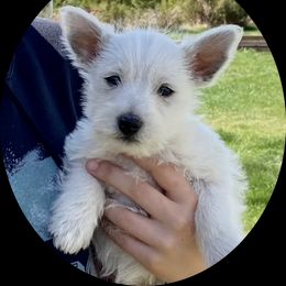 West Highland White Terrier Puppies from Haseleu Westies