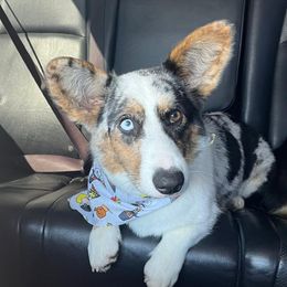 American Corgis and Pembroke Welsh Corgis from Olive Branch Corgis