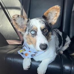 American Corgis and Pembroke Welsh Corgis from Olive Branch Corgis