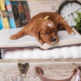Harper - Red  female Goldendoodle puppy in New Lenox, Illinois from New Doods On The Block