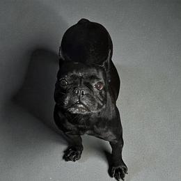 French Bulldog puppies from MoonShine Babies