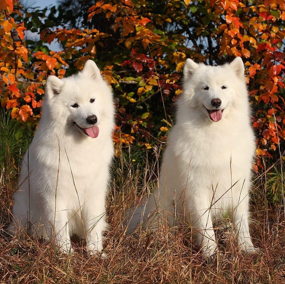 Koukla Samoyeds in South Carolina Samoyed puppies Good Dog