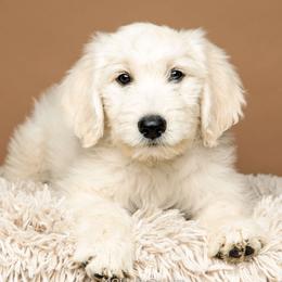 Navy - Goldendoodle