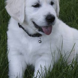 Golden Retrievers from Mapleleaf Goldens